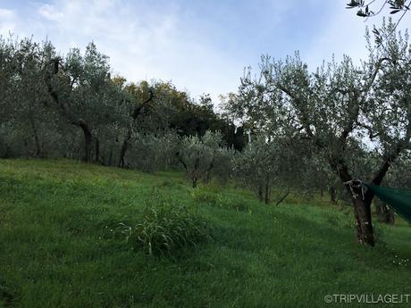 #oliAMO – Glamping in Umbria tra olio e natura