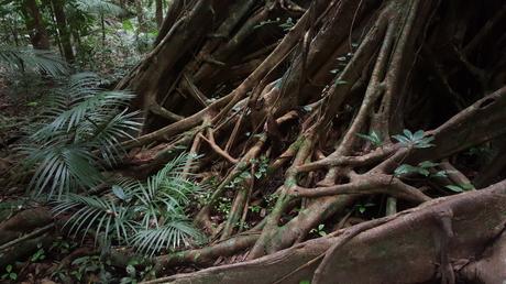 Queensland: Daintree NP, Mossman Gorge, Cape Tribulation