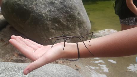 Queensland: Daintree NP, Mossman Gorge, Cape Tribulation