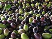 L’azienda olivicola Salento leccese