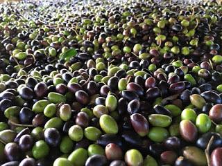 L’azienda olivicola Salento leccese