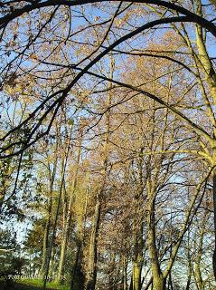 I colori d'autunno tra campagna e città