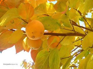 I colori d'autunno tra campagna e città