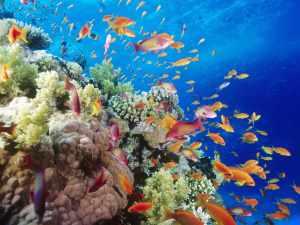 arrecifes coralinos