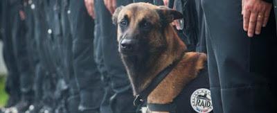 Attentati a Parigi: Diesel, il cane morto da eroe nel blitz a Saint-Denis. “E’ tornato per morire vicino al padrone”