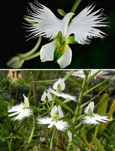 Fiori curiosi e rari