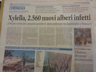 Xylella 19 novembre 2015