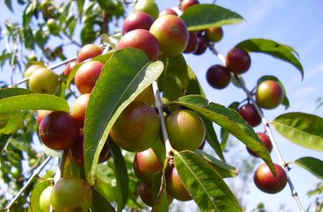 Proprietà camu camu elisir della salute