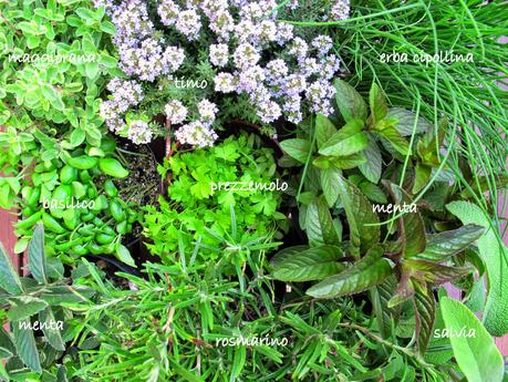 Erbe aromatiche, consigli casalinghi