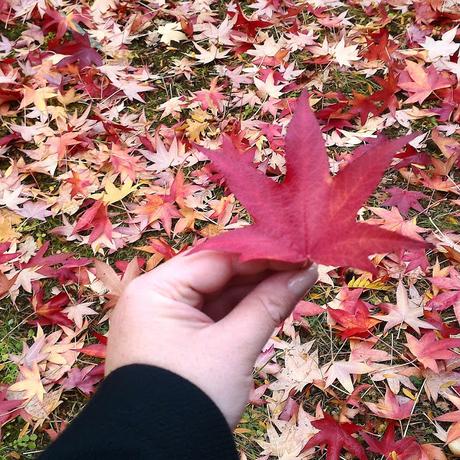 L'autunno dovrebbe durare otto mesi