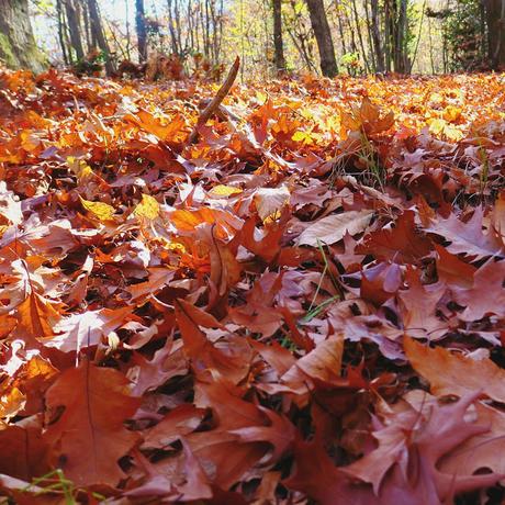 L'autunno dovrebbe durare otto mesi