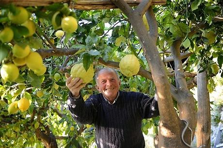 limoni di amalfi