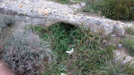 FOTOGALLERY: La necropoli di Monte Tabor a Vico del Gargano tra asfalto e rifiuti