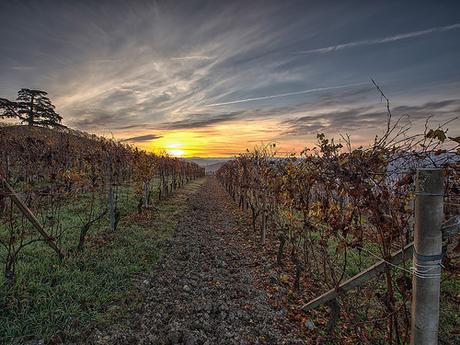 Alba fra le vigne