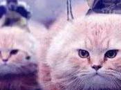 #BrusselsLockdown: belgi rispondono Twitter pubblicando foto gatti