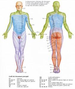 Lombalgia: Analisi del Dolore