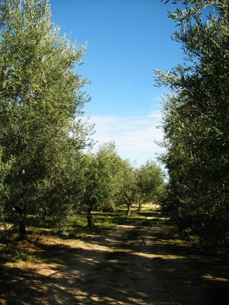 Circa 10mila piante crescono nell'oliveto dei Muraglia