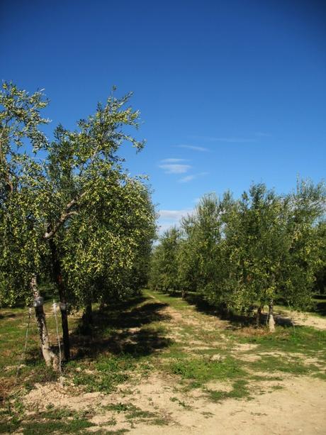 Il Frantoio Muraglia ha 40 ettari di oliveto