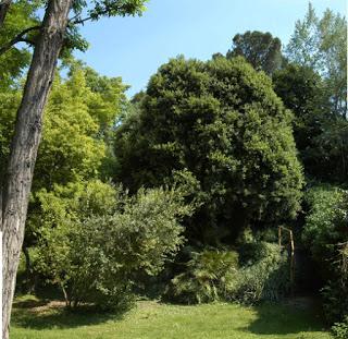 VIGEVANO (pv). In Biblioteca la Festa dell’Albero di Legambiente.