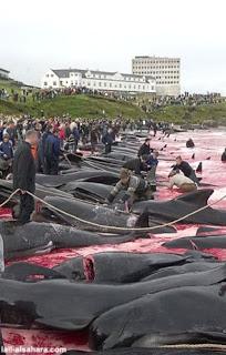 Grindadráp: l'assurda strage di balene nelle Isole Fær Øer