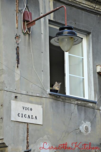 TI RACCONTO ZENA E I SUOI CARUGGI: DI VICO CICALA E DI FARFALLE CREMOSE ALLE CICALE DI MARE, ZUCCHINE E I LORO FIORI