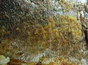 menu feste sarago arrosto finocchi