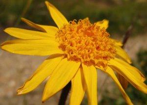 Casi clinici trattati con Arnica montana in Omeopatia