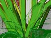 calla fiore parla