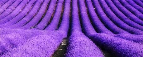 Olio Essenziale di Lavanda: Proprietà e Vantaggi