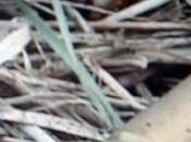 Amministratori locali, Sicilia record minacce