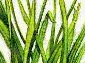 Palmarosa, olio essenziale