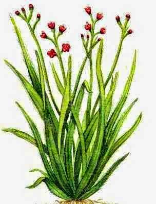 Palmarosa, olio essenziale