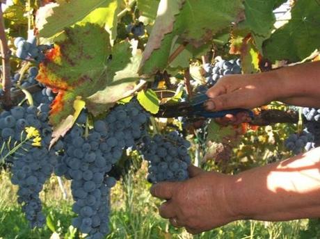 IL CASALE DELLO SPARVIERO ED I SUOI VINI