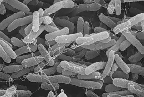 Le metropoli microbiche nell'uomo e le implicazioni con la salute