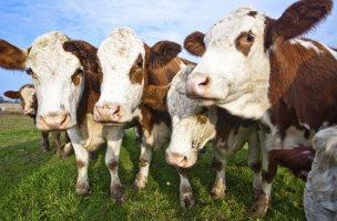 mucche clonazione