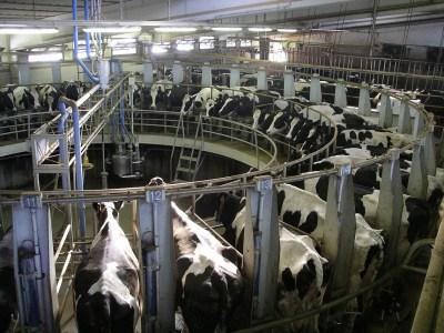 APRIRA' IN CINA, A TIANJIN,VICINO A PECHINO NEL 2016, Cani, cavalli, vitelli e mucche saranno creati in laboratorio. 