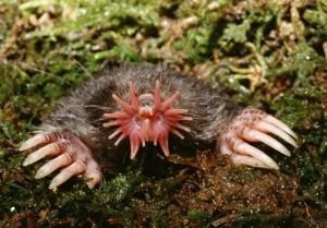 02 Jun 2009 --- Star-nosed Mole (Condylura cristata) emerging from tunnel. --- Image by © Ken Catania/Visuals Unlimited/Corbis