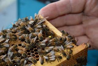 Se hai le api e mangi il miele puoi vivere a lungo