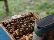 mangi miele puoi vivere lungo