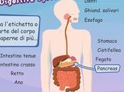Apparato digerente, unità didattica interattiva