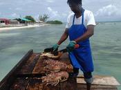 Colori sapori delle British Virgin Islands