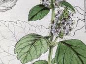 Patchouli, olio essenziale