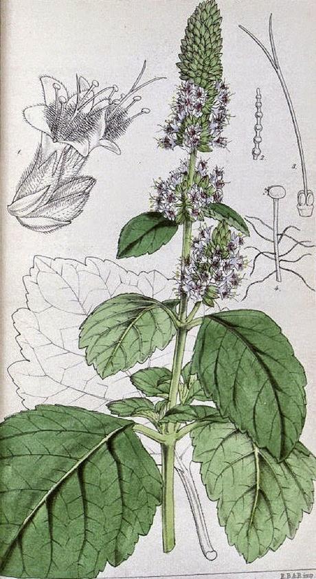 Patchouli, olio essenziale