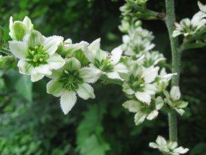 Veratrum album in Medicina Omeopatica