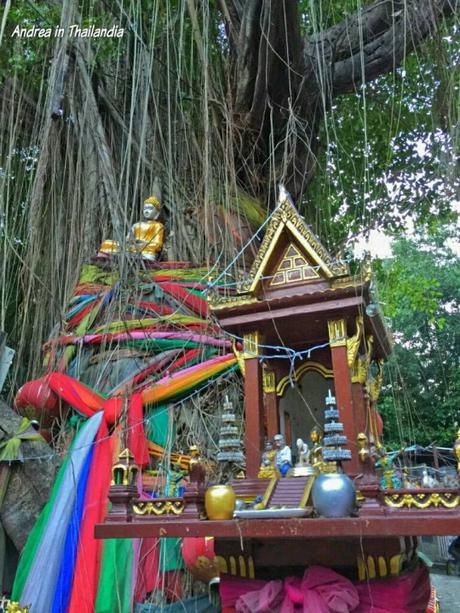 Le randici di Bangkok, fra Ficus Strangolatori e Tetrameles Nudiflora