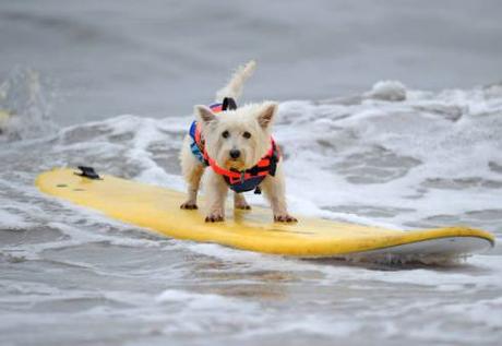 cani-surfisti-3