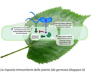 I piccoli RNA interferenti (iRNA)