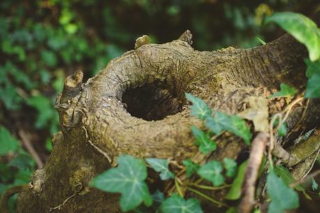 La foresta urbana di Lecce - alla scoperta del parco delle cave