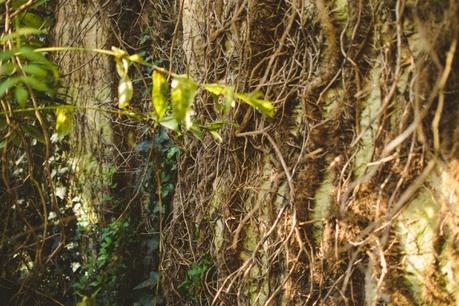 La foresta urbana di Lecce - alla scoperta del parco delle cave