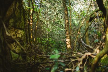 La foresta urbana di Lecce - alla scoperta del parco delle cave